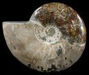 Polished, Agatized Ammonite (Cleoniceras) - Madagascar #60760-1